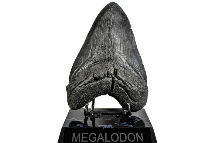 Huge, Fossil Megalodon Tooth - South Carolina #197867